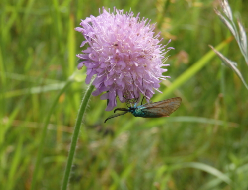 Wülferoder Insekten-Paradiese – Es summt hinterm Berg